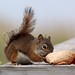 Flickr photo 'Tamiasciurus hudsonicus (American Red Squirrel)' by: Arthur Chapman.