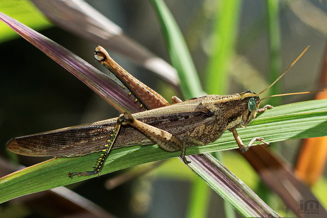 Saltamontes - Grasshopper
