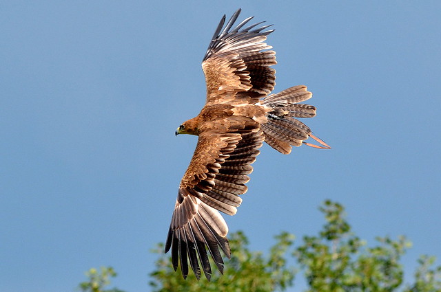 DSC_6434 Steppe Eagle.