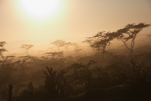 Foggy Morning by sr667, Lake Nakuru National Parkmorning trees sun fog sunrise canon kenya foggy ken sigma ke lakenakuru rif