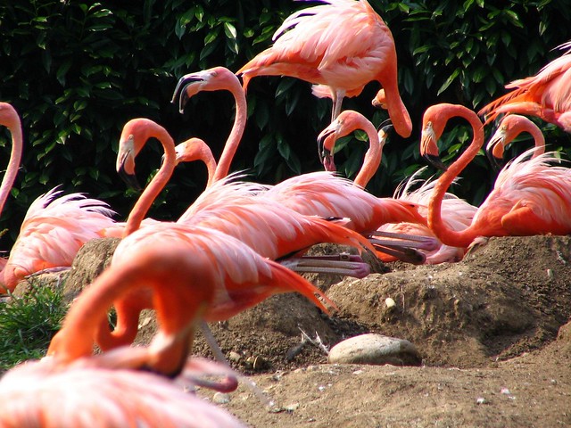 Flamingo aplenty