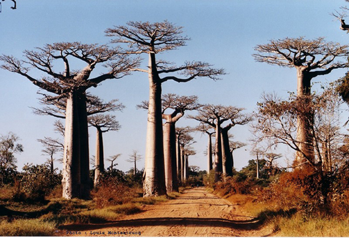Route nationale Madagascar, l'allée des Baobabs