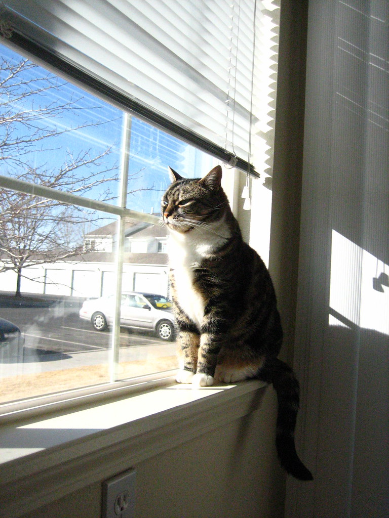 kitten window | kitten in the window! looking grumpy! | amanda | Flickr