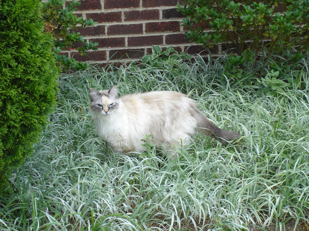 Tia  Tia Cat in the grass  sheljet  Flickr