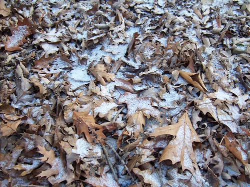 westvirginia winter snow leaves