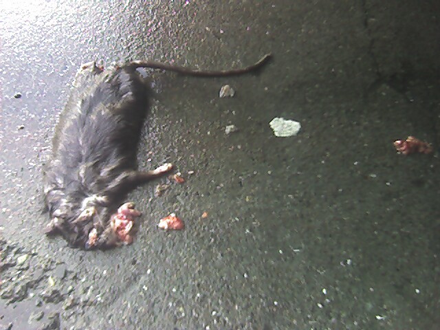 Roadkill