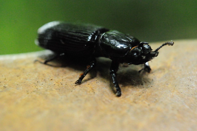 Black Bug - Escarabajo negro