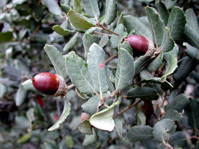 Quercus rotundifolia Lam. 1785 (FAGACEAE)