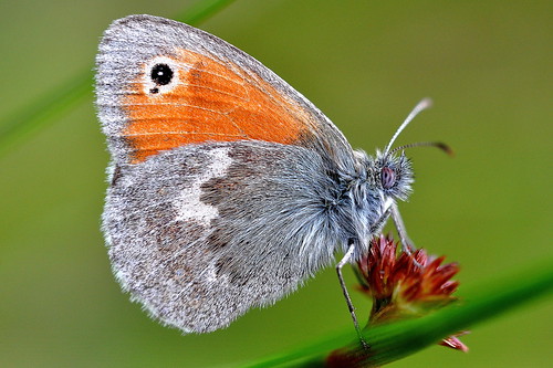 macro nature butterfly nikon small natur heath pamphilus d90 coenonympha kamgräsfjäril