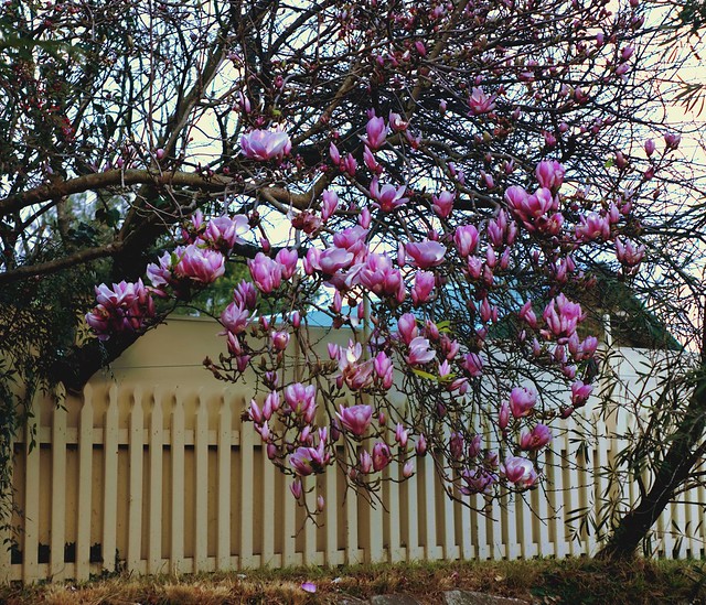 Morning magnolias