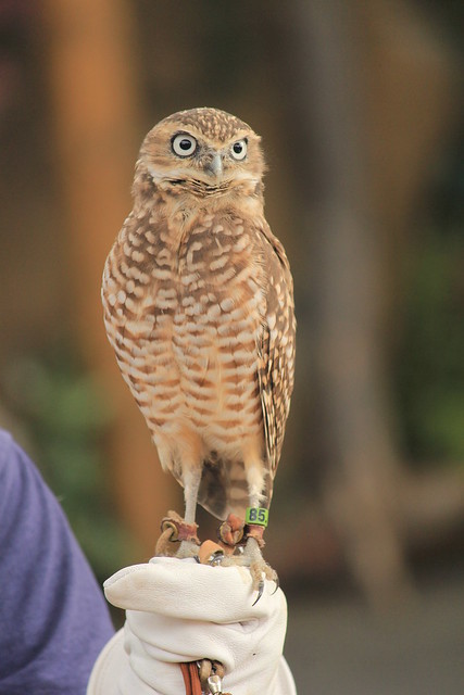Cricket the Burrowing Owl