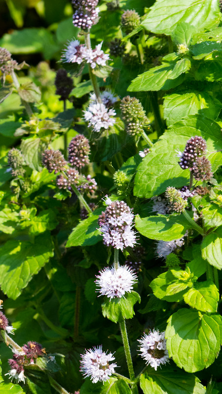 Water mint buds and flowers