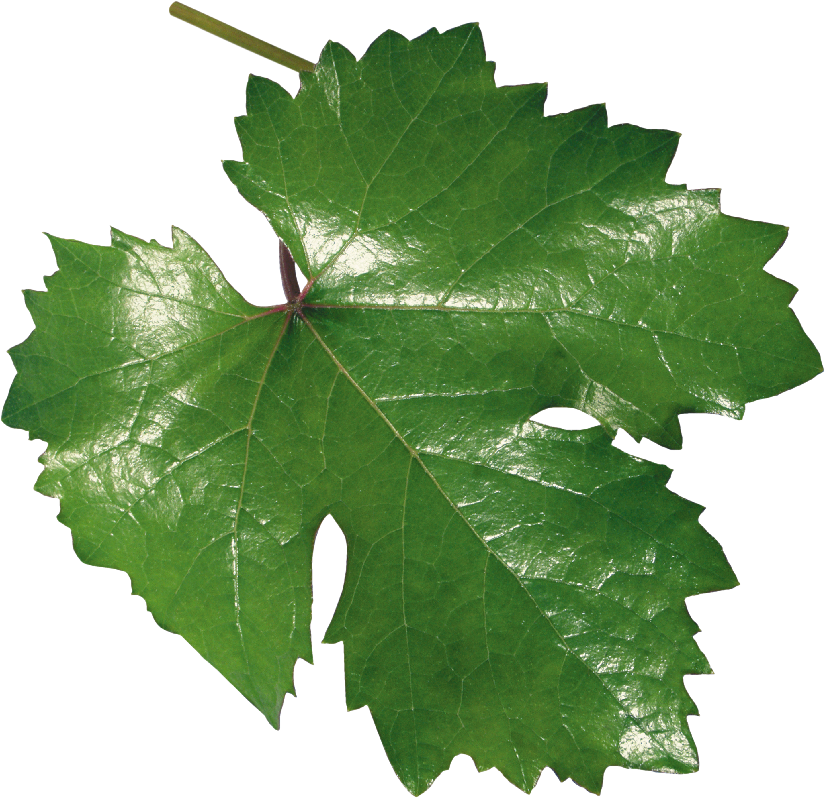 Листья виноградной лозы. Лист винограда. Грапе Леаф. Лист лозы винограда. Виноградный листок.