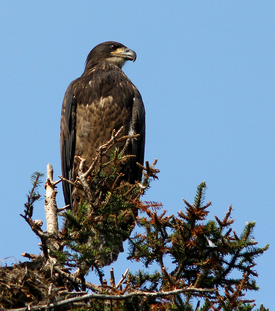 Águila calva juvenil / Young American Bald Eagle / Haliaeetus leucocephalus
