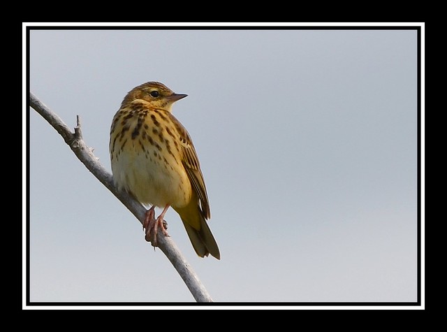 Meadow Pipit on Wavering Down.