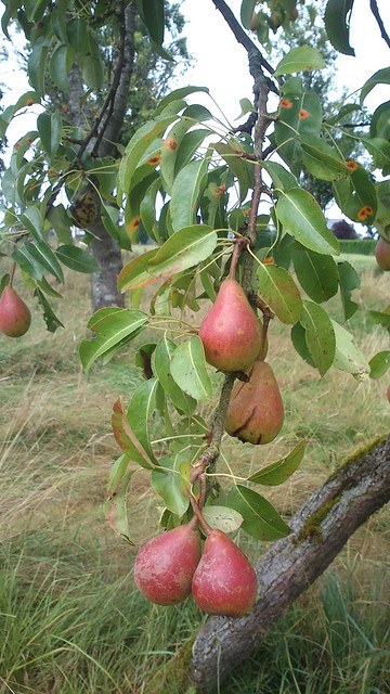 Ancient red pears of Noirefontaine