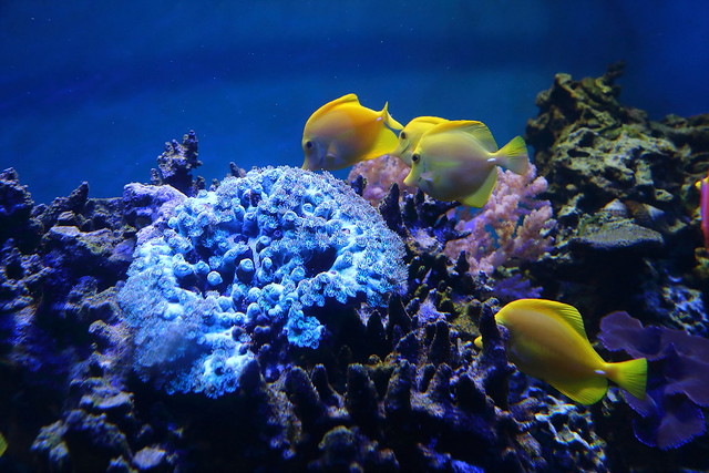 Point Defiance Aquarium