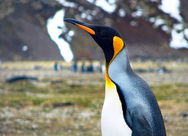 king penguin on the grassy plain - salisbury plain (south georgia) 2