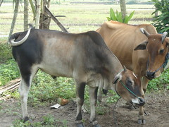 our cow with her son