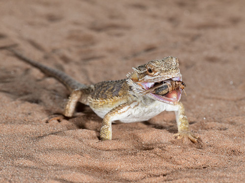 Bearded Dragon with cricket
