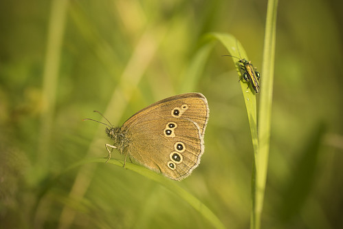 brown macro grass butterfly bug garden insect meadow