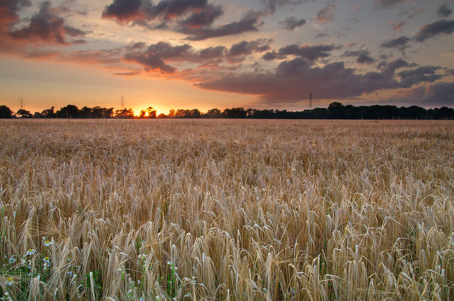 Barley Field at Sunset
