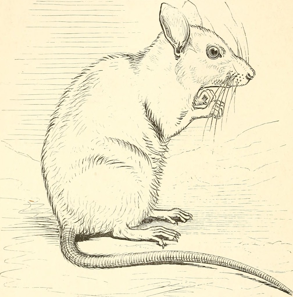 image of a rodent