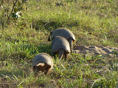 Mating frenzy of Six-banded (Yellow) Armadillo