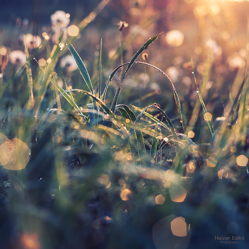 diamond tears / gyémánt könnyek by heizer.ildi, morning light sunset summer nature water field grass glow dew flover