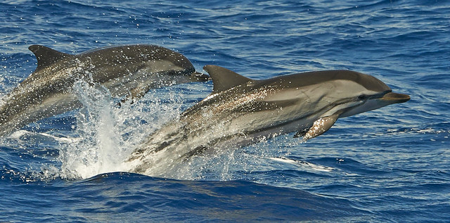 Striped dolphins (stenella coeruleoalba)