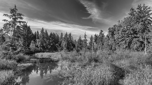 bw landscape nikon pacificnorthwest pugetsound washingtonstate tulalip d610 tonemapped quilcedacreek tidewaters nikon1635mmf4vr ryderphotographic howardryder