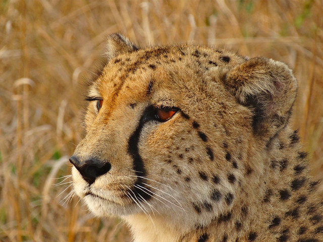 beautiful female Cheetah, Kwazulu Natal, South Africa