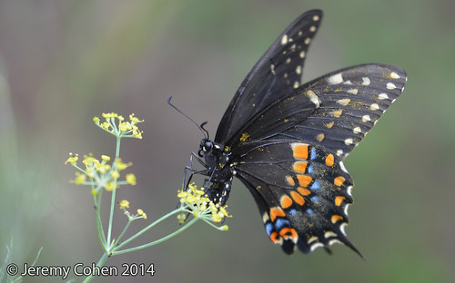 Black swallowtail (Papilio polyxenes) ovipositing on fennel