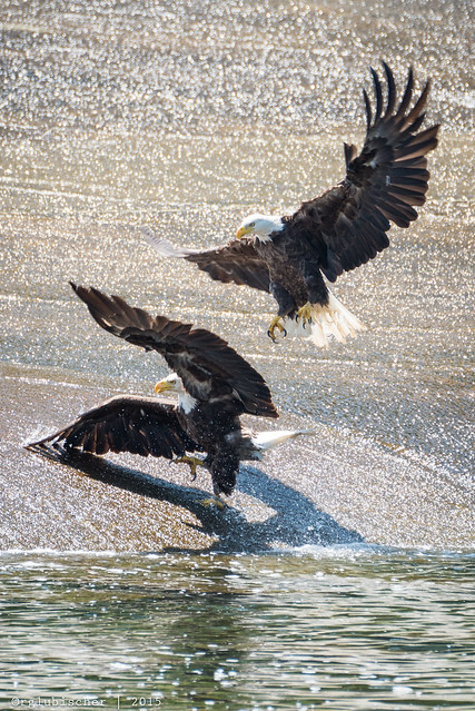 Eagles of Swimming River Reservoir - 4