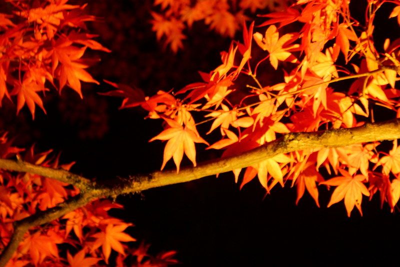 日光東照宮 紅葉ライトアップ