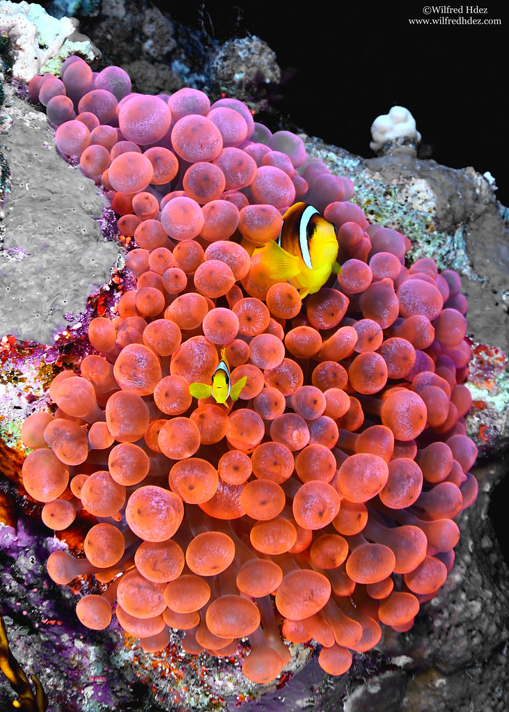 Woodhouse Reef