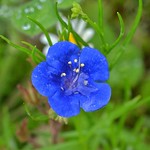 この花はフィセリア・カンパヌラリアという花の中のブルーベルという品種らしいです。 A bluebell カンパヌラリアというのは鐘型といういみだそうで、横から見る鐘のような形をしています。まさに青い鐘『ブルーベル』です。 Good morning.  おはようございます〜