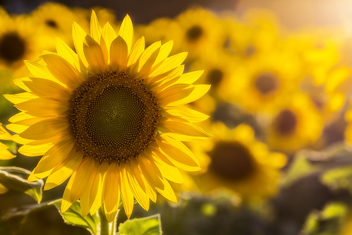 newjersey nj sunflower augusta sunflowermaze sussexcountysunflowermaze