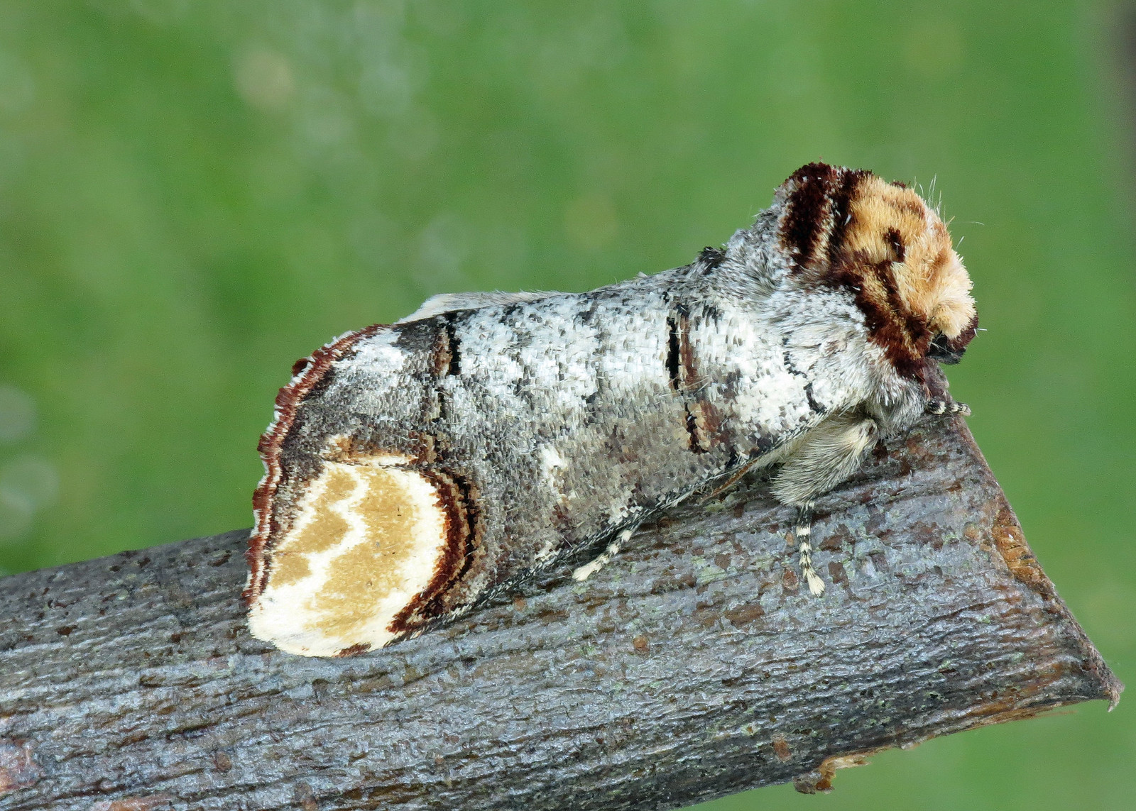1994 Buff-tip - Phalera bucephala