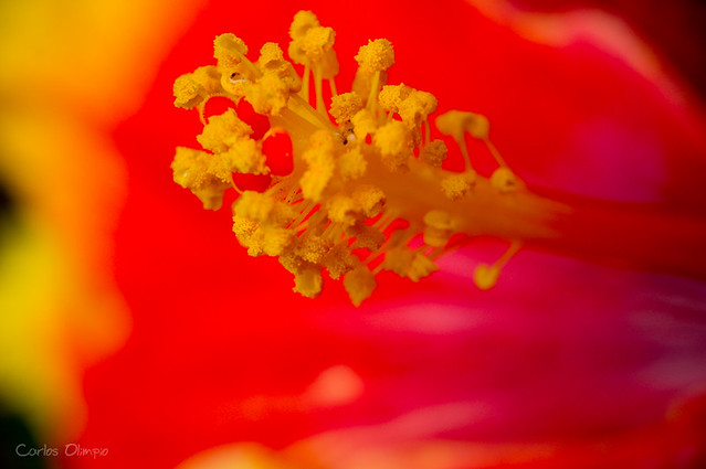 Hibiscus amarela [4]