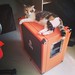 Greta loves the #Orange amp ;)