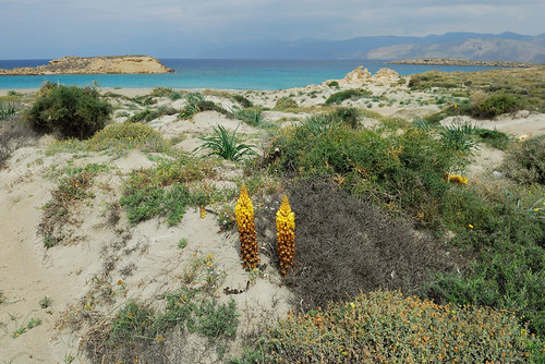 Koufonisi sand dune vegetation