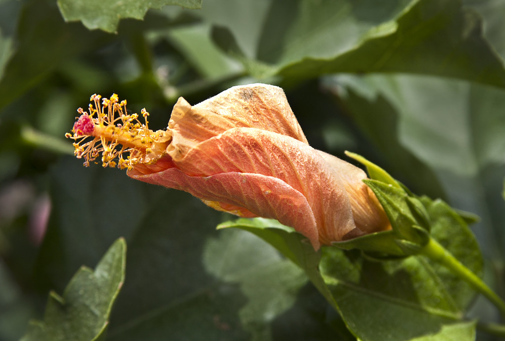 opening hibiscus