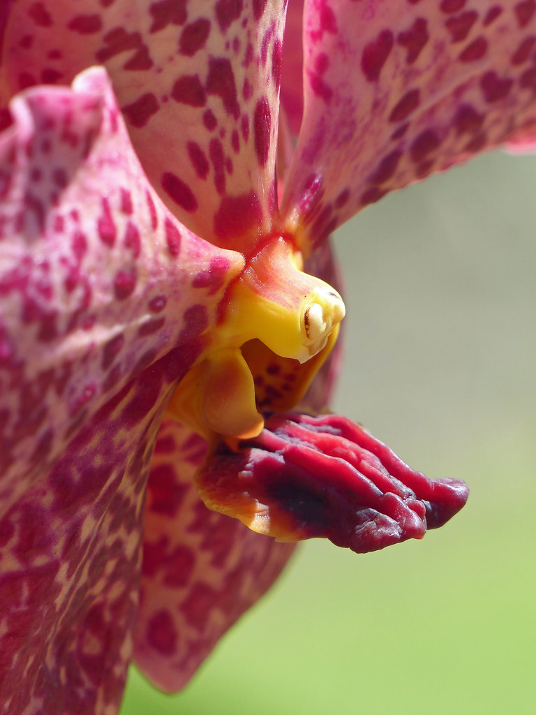 spotted Moth Orchid (phalaenopsis species cultivar) | Flickr