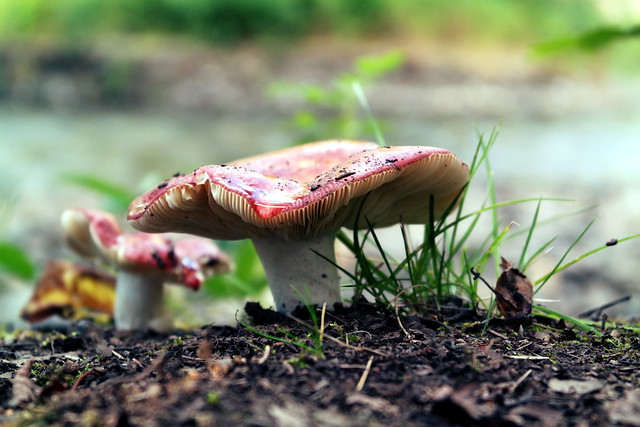 Mushrooms on the riverbank