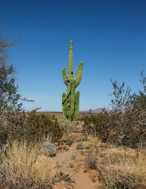 Beautiful Saguaro Cactus