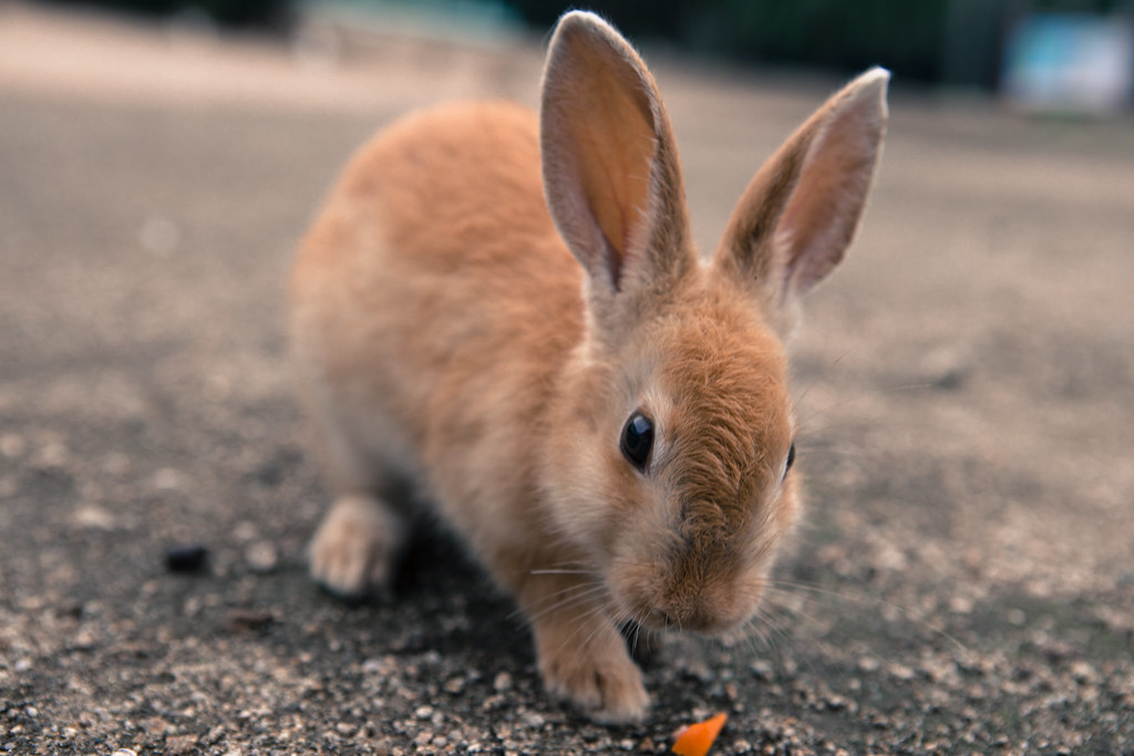 Oxima Rabbit Ōkunoshima | Okunoshima is an island overrun with rabbits. I… | Flickr