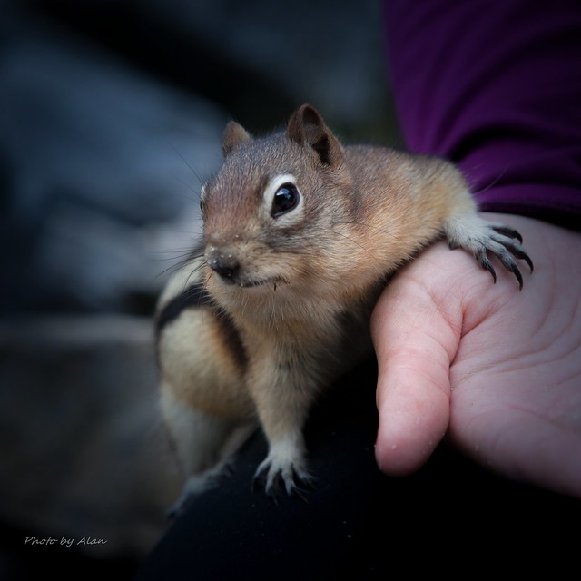 Mr. Squirrel -1