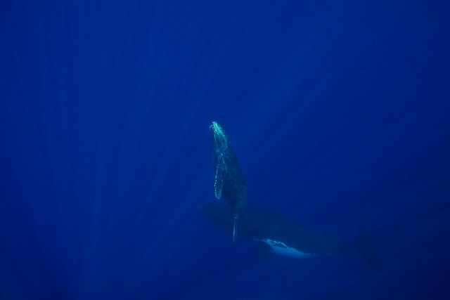 Baleine Sous l'eau