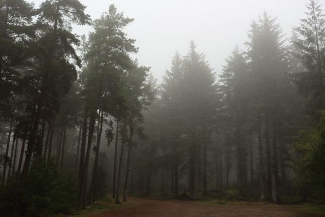 Fog in the Forest,Tyrebagger_Sep 14_1